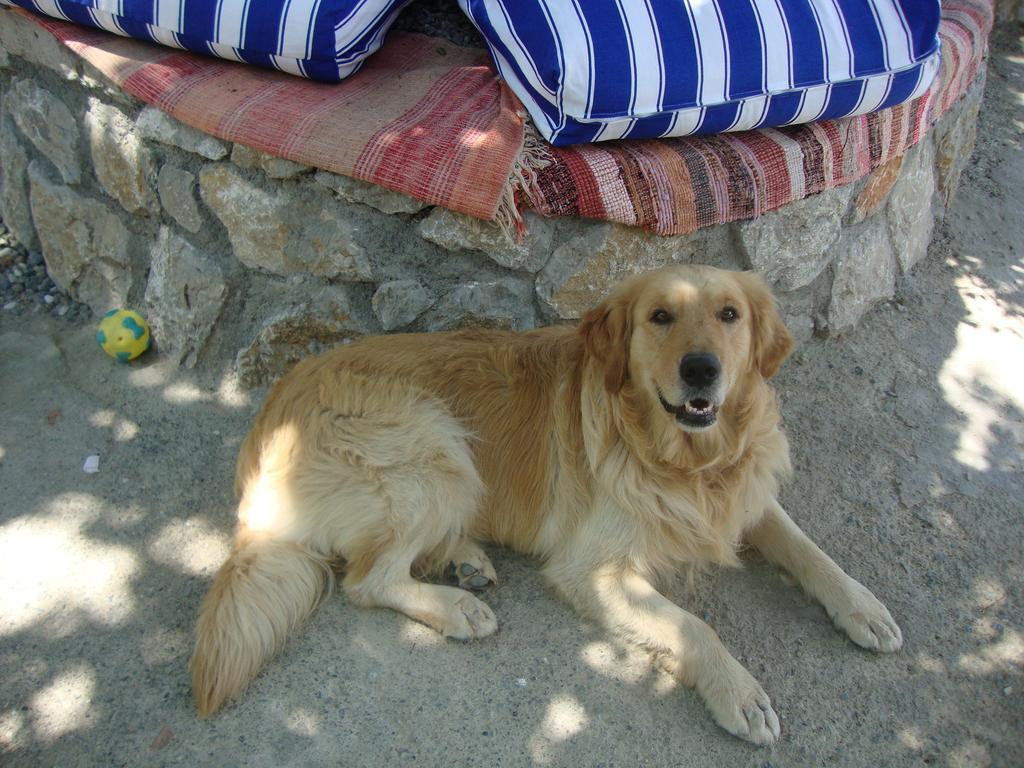 Mavi Akvaryum Pension Sogut (Aegean) Exterior foto