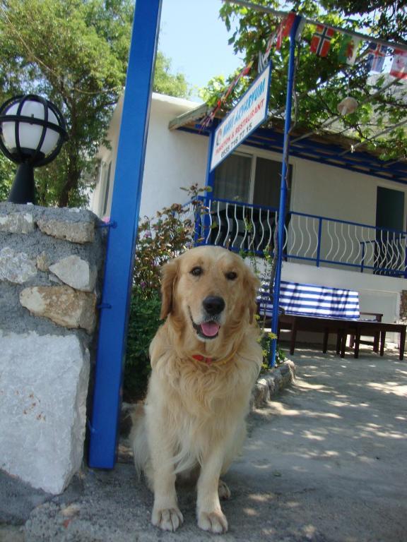 Mavi Akvaryum Pension Sogut (Aegean) Exterior foto
